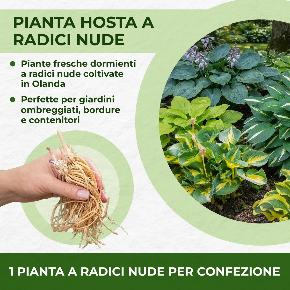 Piante Vere da Esterno - 10 Radici di Hosta - Mix di 10 ibridi e varietà - Piante e fiori esclusivi dall’Olanda - per giardino, vasi e balcone (non semi, non bulbi, non artificiali)