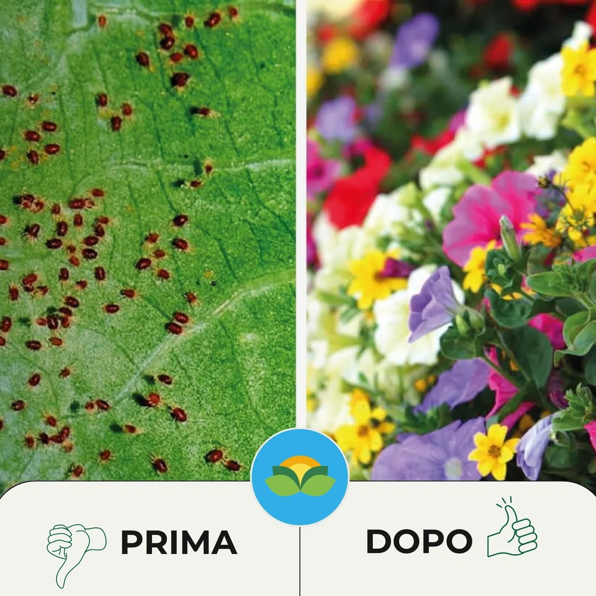 Albagarden Spruzit concentrato parent (2 Pezzi)