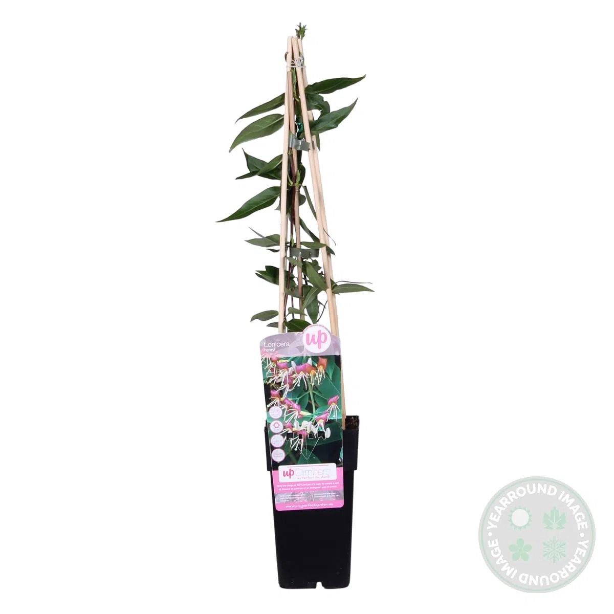 Bloomique - Lonicera henryi - Caprifoglio - Arancione e rosso - Rampicante - Pianta da giardino - Sempreverde - Resistente al freddo - Alta 50-70 cm - Vaso da 15 cm
