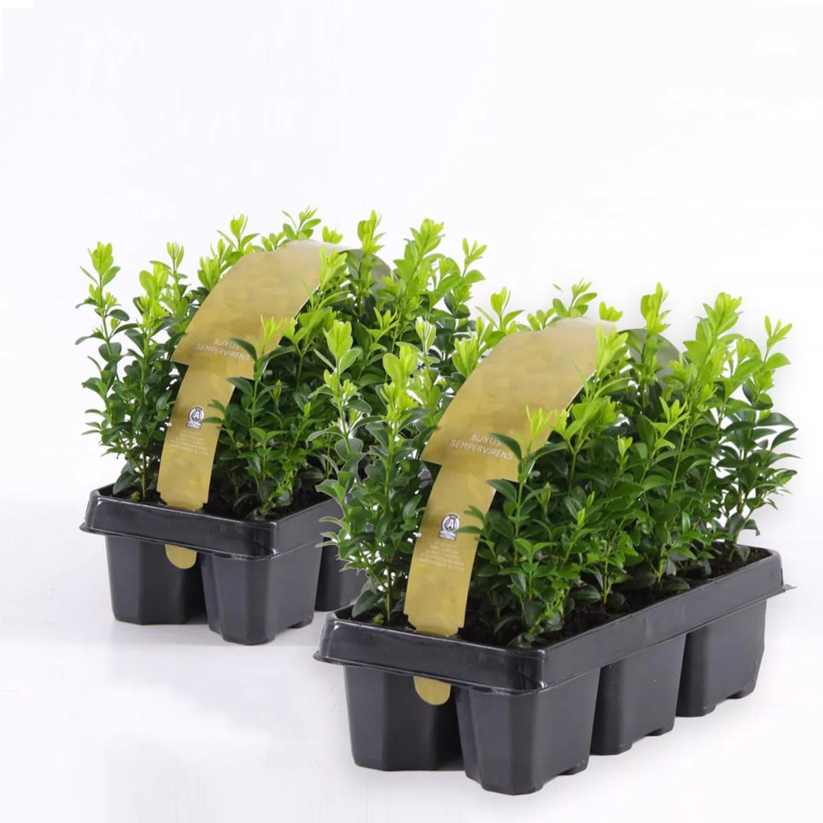 Bosso "Buxus microphylla Faulkner" 12 piante da siepe sempreverde in vaso bio ø9 cm Vivaio di Castelletto