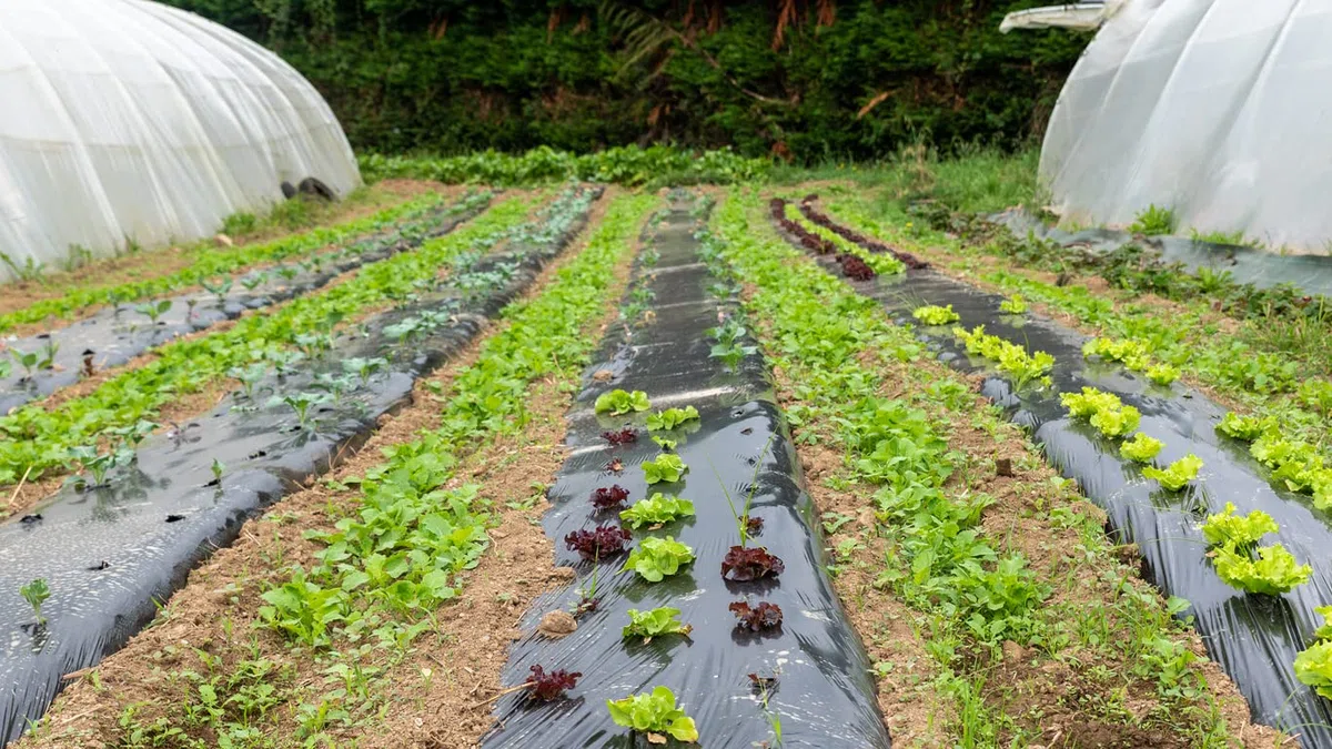 Areso Pacciamatura 1x50 Metri - Rotolo Pacciamatura Senza Fori Nero - Telo per Orto Anti Herbace Massima Resistenza