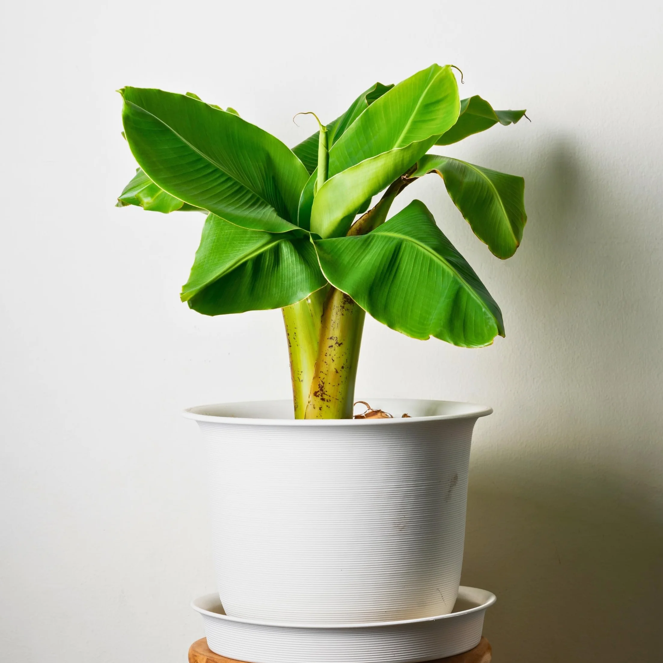 Plant in a Box - Musa Basjoo - Set di 6 - Piante di banane resistenti - Vaso 9cm - Altezza 20-25cm