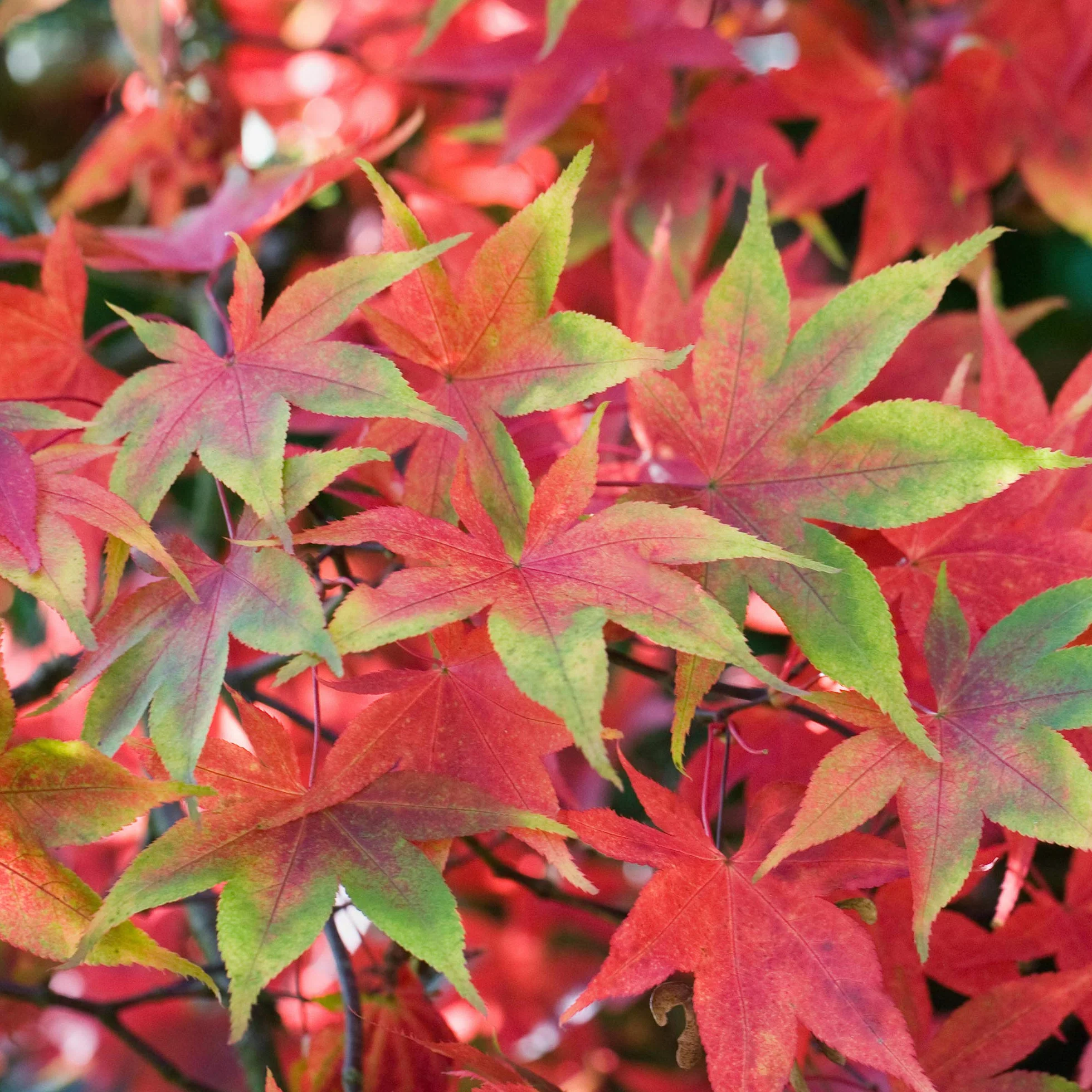Acer palmatum "Osakazuki" | Acero giapponese Pianta da giardino a fogliame deciduo Arbusto in vaso