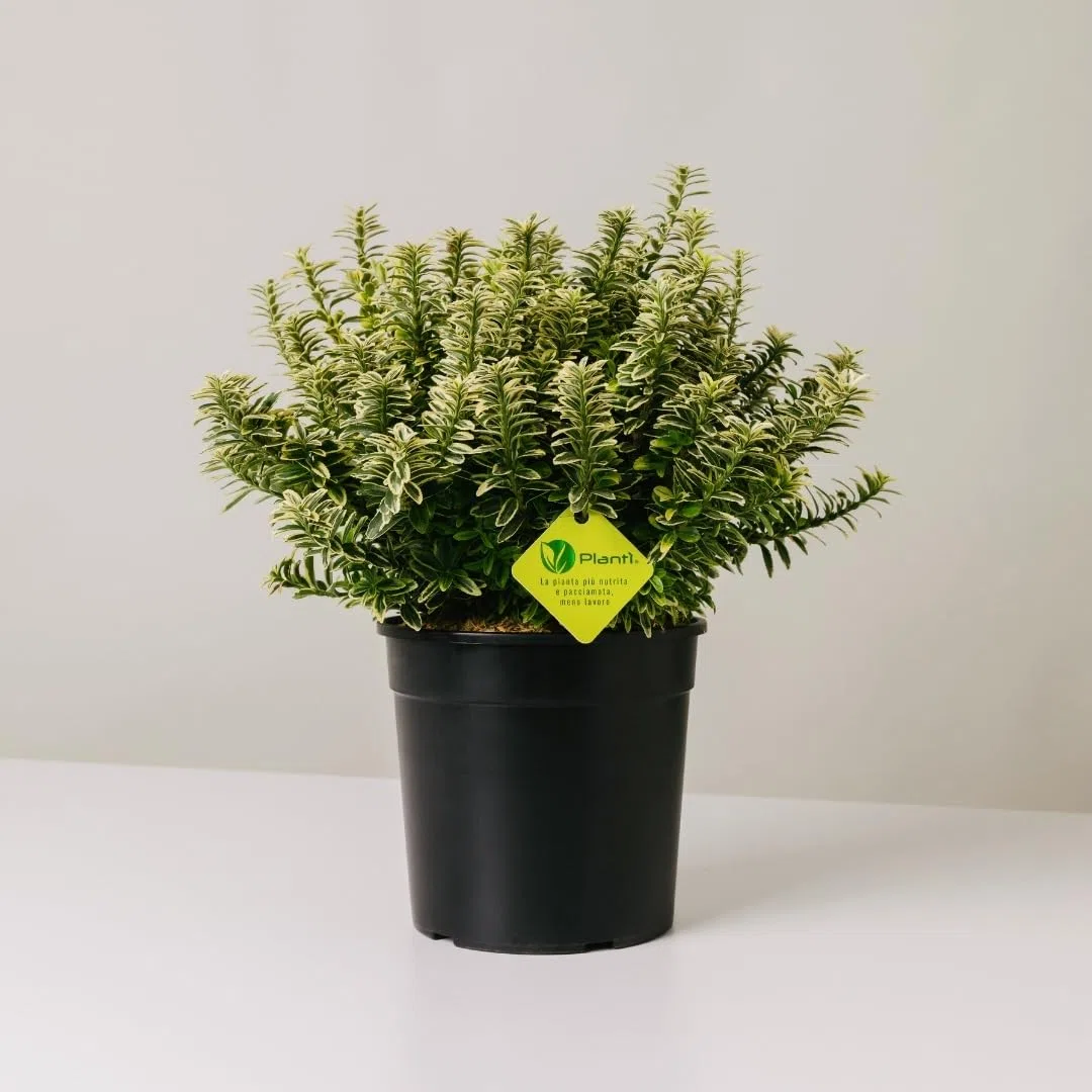 EUONYMUS JAPONICUS MICROPHYLLUS Arbusto sempreverde da esterno, vaso da 19 cm. Piante vere per giardino e terrazzo con foglie bianche bordate. 6 mesi di concimazione inclusi (Albo).