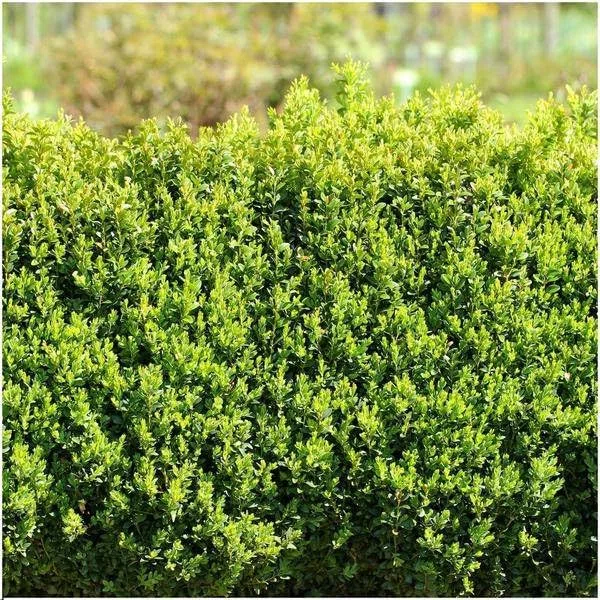 Bosso – Buxus Sempervirens – pianta siepe sempreverde – 6 piante – lunghezza totale 1 m – Ø 12 cm – altezza 20 cm – pianta da giardino facile da pulire