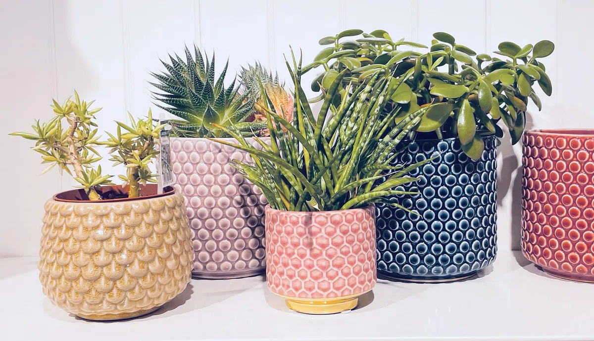 Nordring Vaso Dotty - per Fiori da Interno e Piante da Interno, Piante grasse, Cactus, Orchidee L (15,5 cm ø), Malva, Ceramica Gres