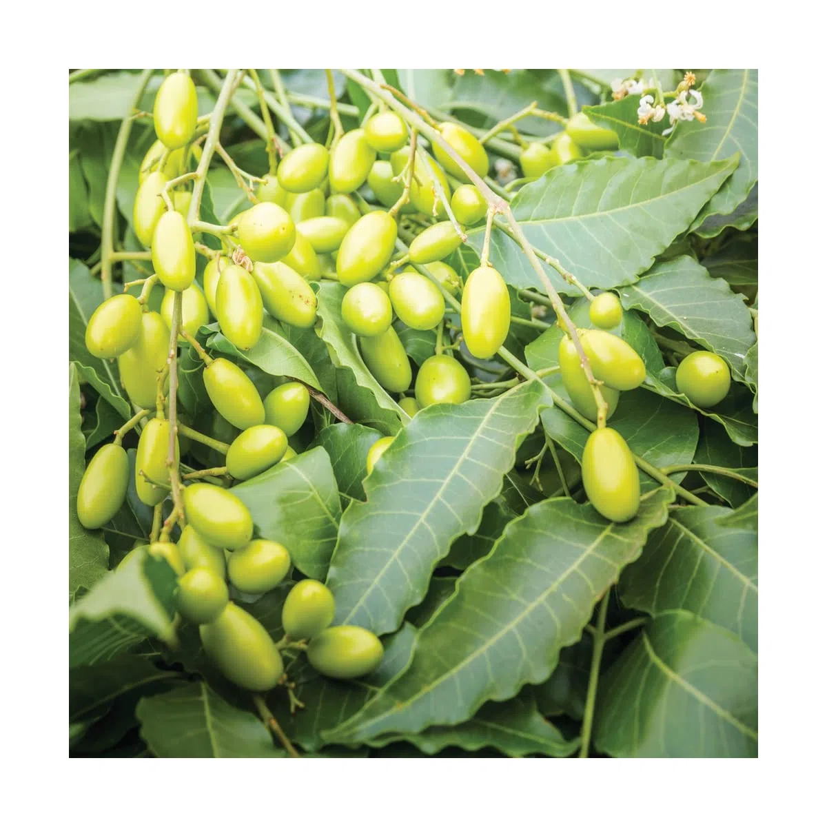Flortis Olio di neem concentrato. Olio di Neem puro con concentrazione a 3300 ppm. Olio di neem per piante biologico pronto uso. Repellente naturale contro cocciniglie, afidi, cimici, pidocchi 1000ml.