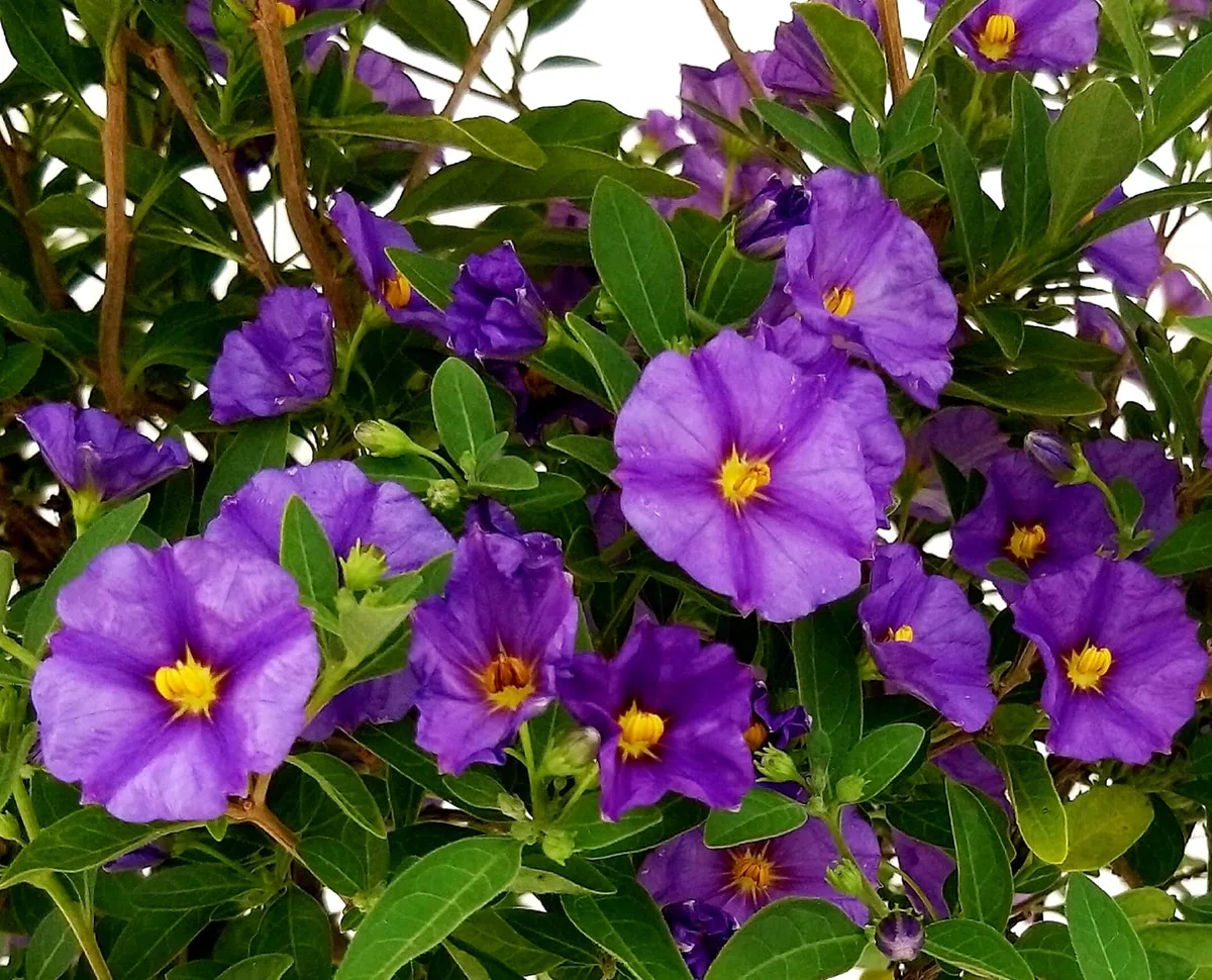 POWERS TO FLOWERS - SOLANUM RANTONETTI ALBERELLO XXL, vaso 19 ALTEZZA 75CM, pianta vera