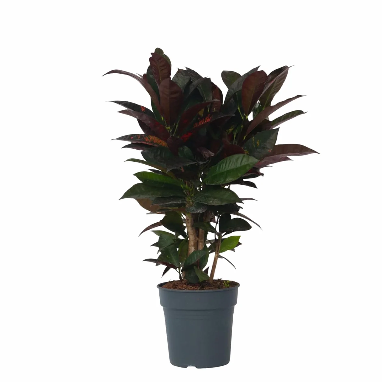 Plant in a Box - Codiaeum variegatum 'Mrs. Iceton' - Pianta d'appartamento unica - Cambia lentamente colore - Vaso 19cm - Altezza 60-70cm