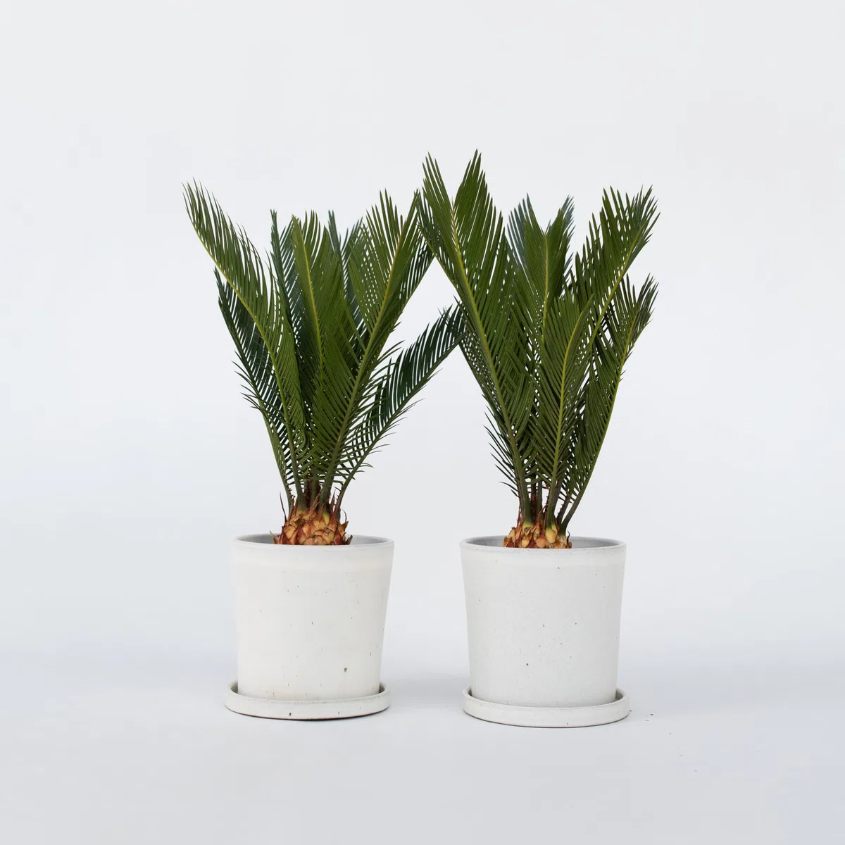 Plant in a Box - Cycas Revoluta - Set di 2 - Palma di Sago - Altezza 45-60cm - Vaso 15cm - Palma felce - Pianta Tropicale Ornamentale da Interno o Terrazza - Facile da Curare