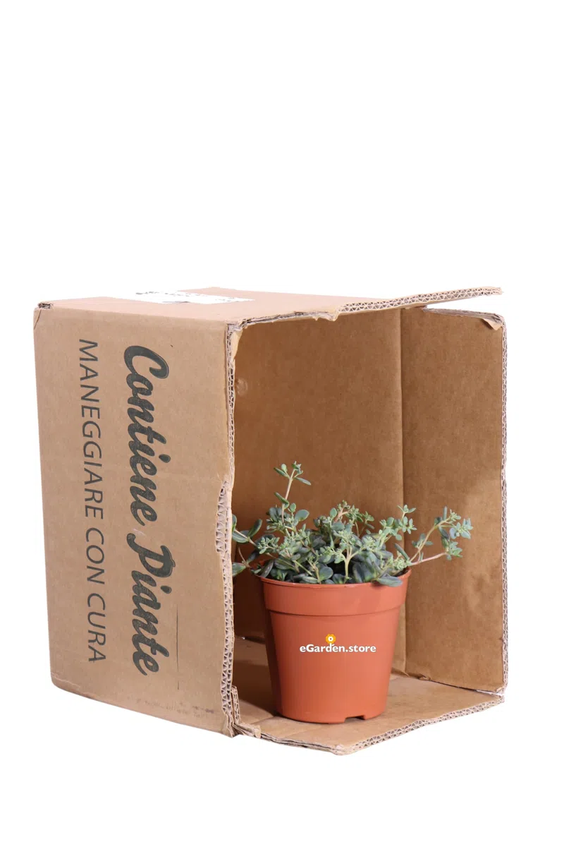 Pianta di Sedum Sieboldii Mediovariegatum pianta di Erba Teresina pianta da esterno pianta di Sedum Siboldii variegato ornamentale pianta ricadente pianta vera venduta da eGarden.store