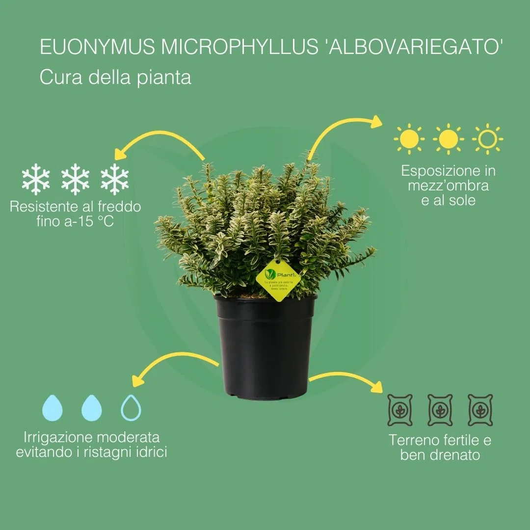 EUONYMUS JAPONICUS MICROPHYLLUS Arbusto sempreverde da esterno, vaso da 19 cm. Piante vere per giardino e terrazzo con foglie bianche bordate. 6 mesi di concimazione inclusi (Albo).