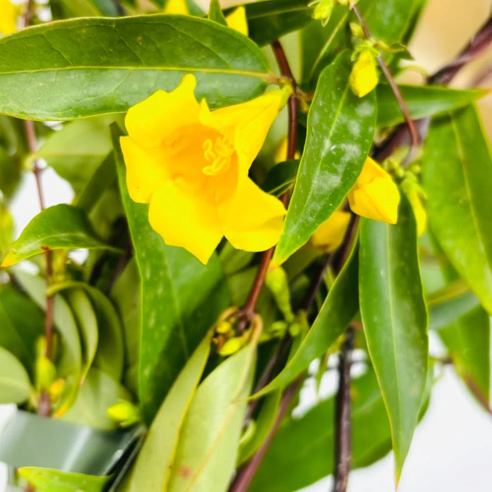 Pianta di Gelsomino della California (Gelsenium) Rampicante Sempreverde Fiore Giallo Profumato per Esterni H130 cm in Vaso 18 cm