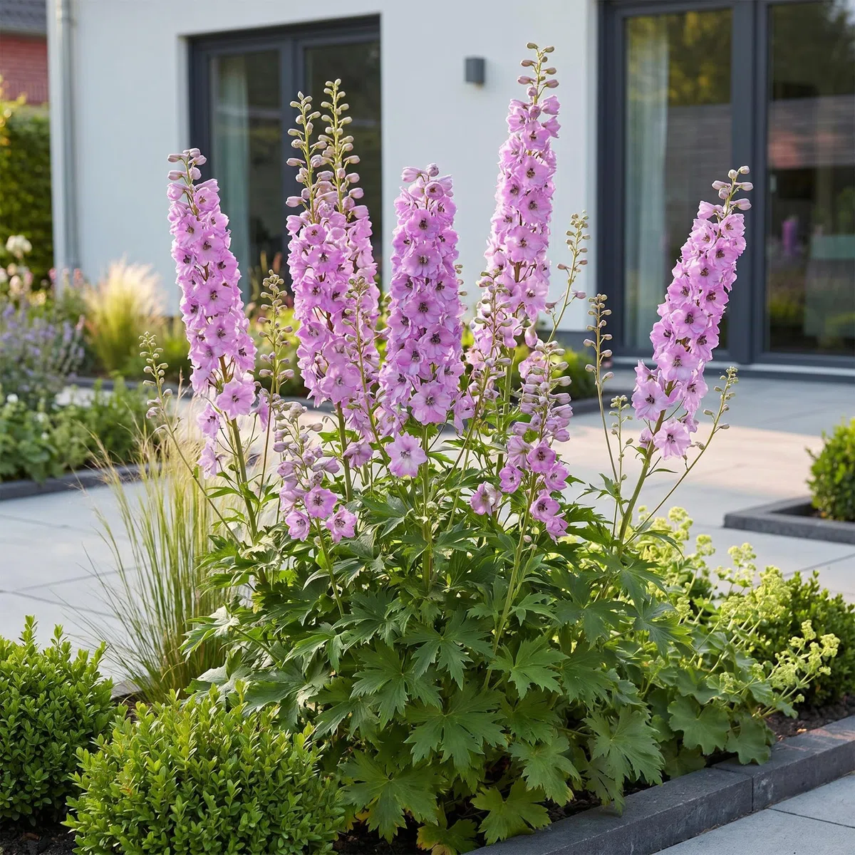 Delphinium Astolat Piante Perenni, per Giardino, Rosa, Set di 3