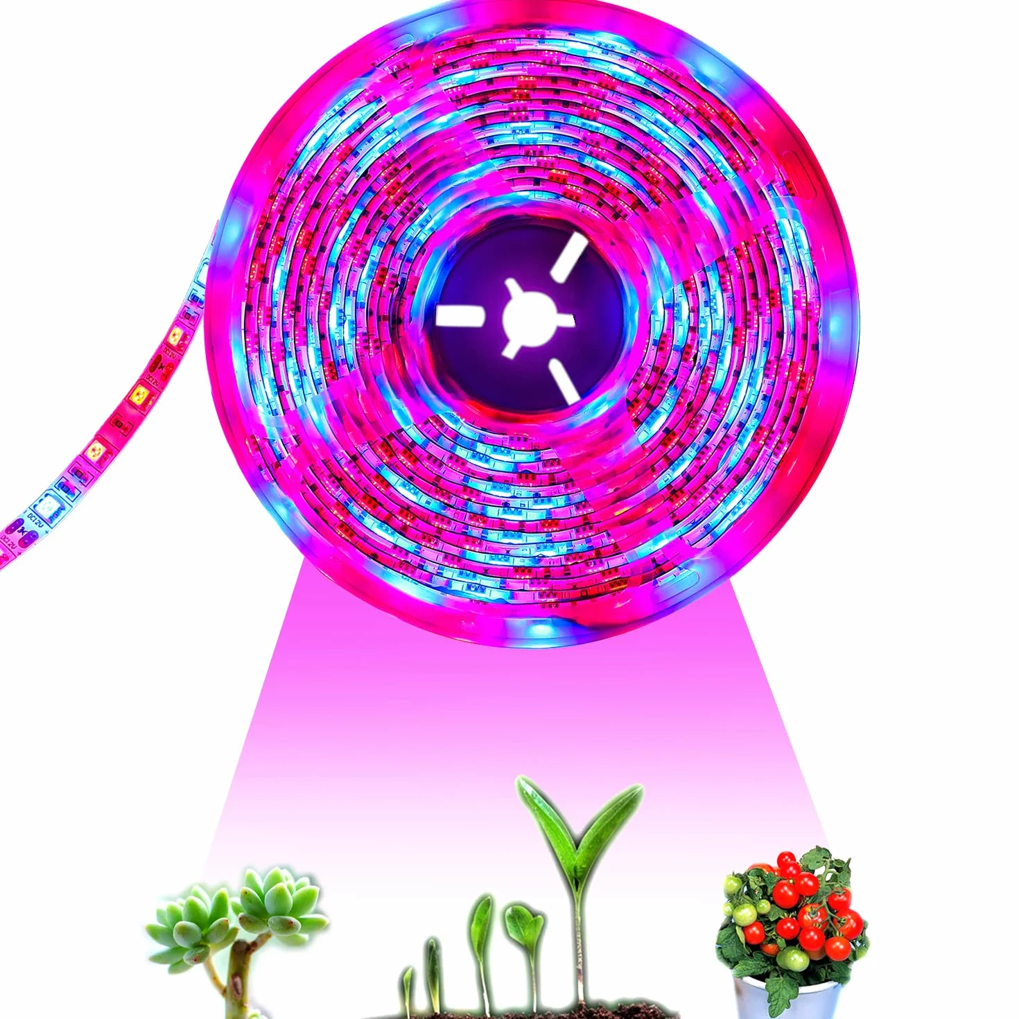 La pianta LED coltiva la luce della striscia DC 12V IP65 impermeabile Spettro pieno SMD 5050 Rosso blu 3: 1 luce della corda per l'acquario Serre pianta