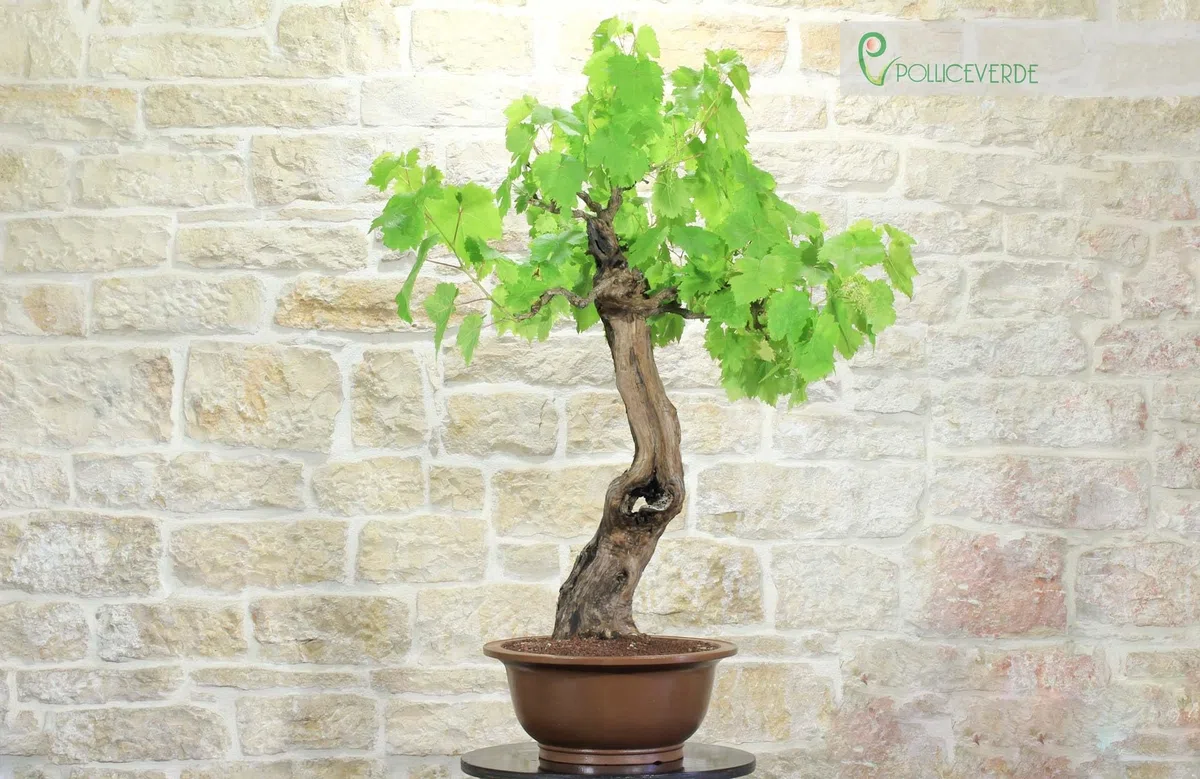 Bonsai di Vite (60)