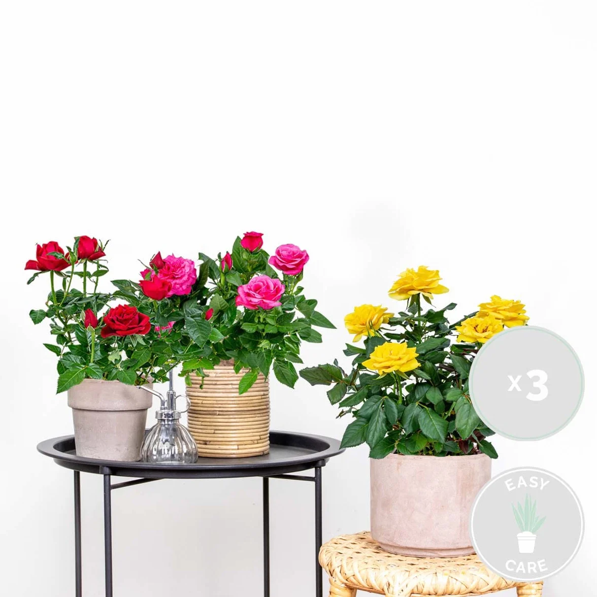 Bloomique - Mix di 3 - Rosa in Vaso - Rosso, Giallo, Rosa - Adatta per Interno ed Esterno - Piante da Interno, Giardino e Terrazzo - Resistente al Freddo - Altezza 20-30 cm - Vaso 12 cm