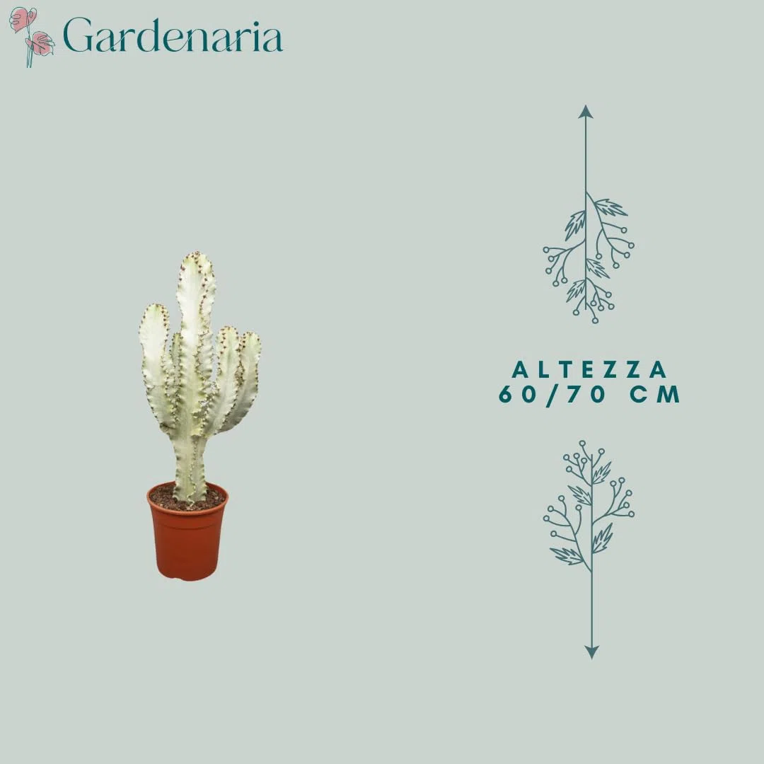 Euphorbia ingens variegata, pianta vera da interno, altezza pianta 60-70 cm, pianta grassa ornamentale, facile da curare