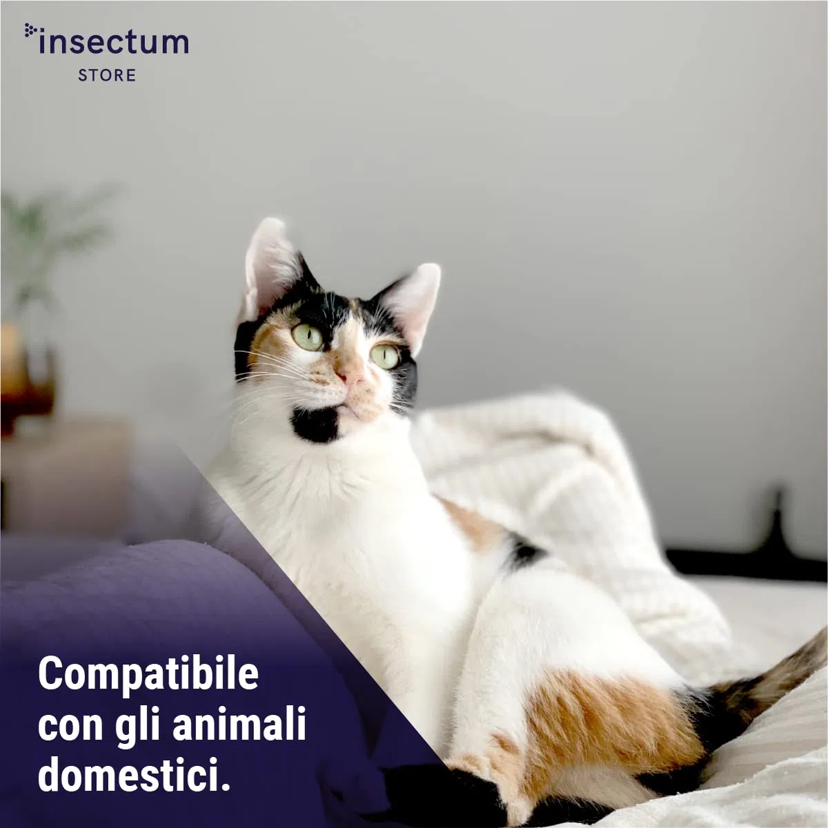 SMASH Spray Insetticida Anti Scarafaggi per Casa AMP 2CL - Adatto per Ambienti con Animali Domestici - 1x500ml - Anti Blatte Disinfestazione - Non Macchia. Senza Permetrina. Istruzioni incluse