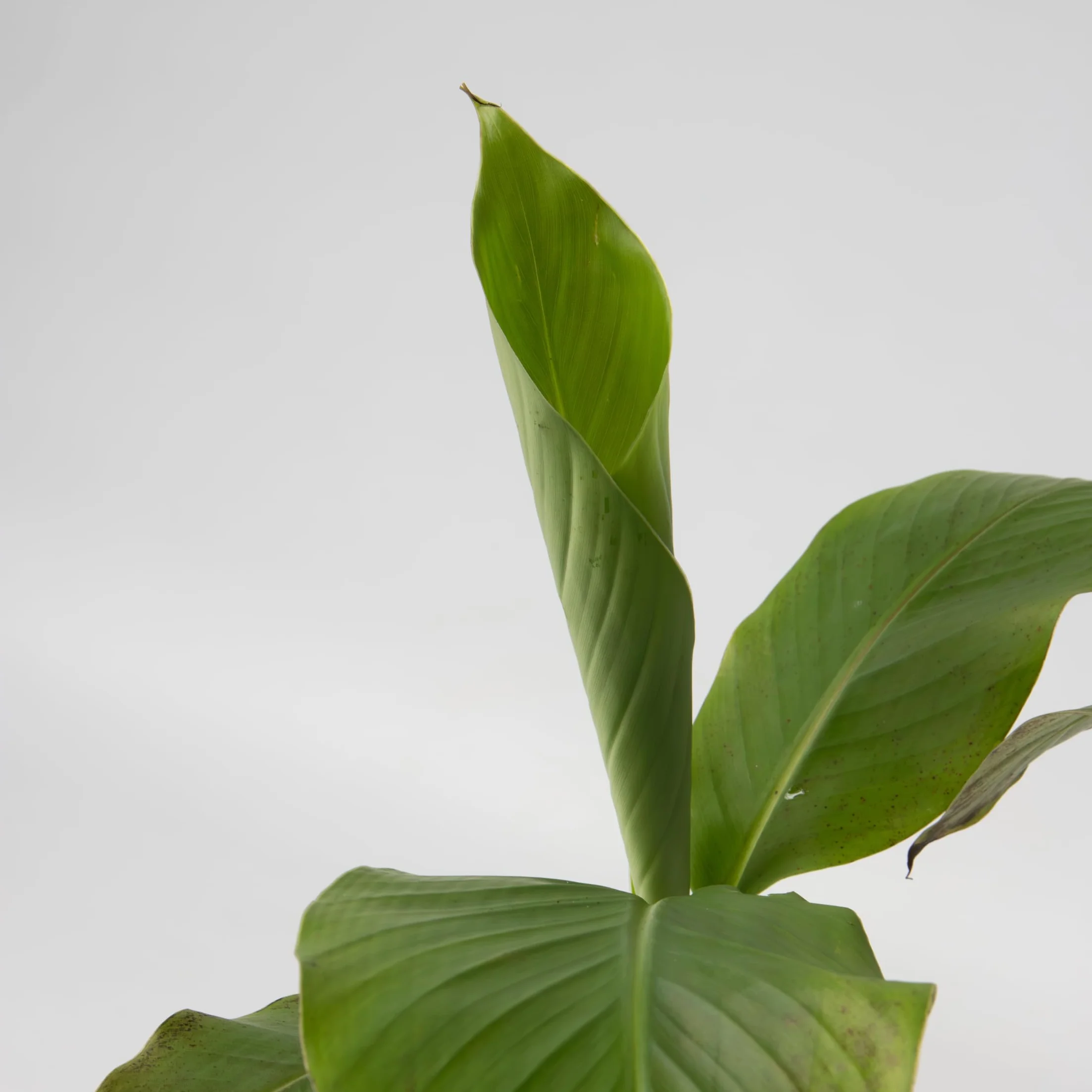Plant in a Box - Musa Basjoo - Set di 6 - Piante di banane resistenti - Vaso 9cm - Altezza 20-25cm