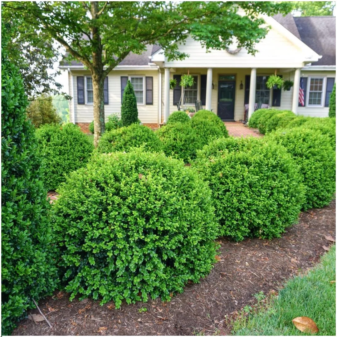 Piante di Buxus, Arbusti Sempreverdi per Siepi, Verde, Set da 24, Ø7 cm