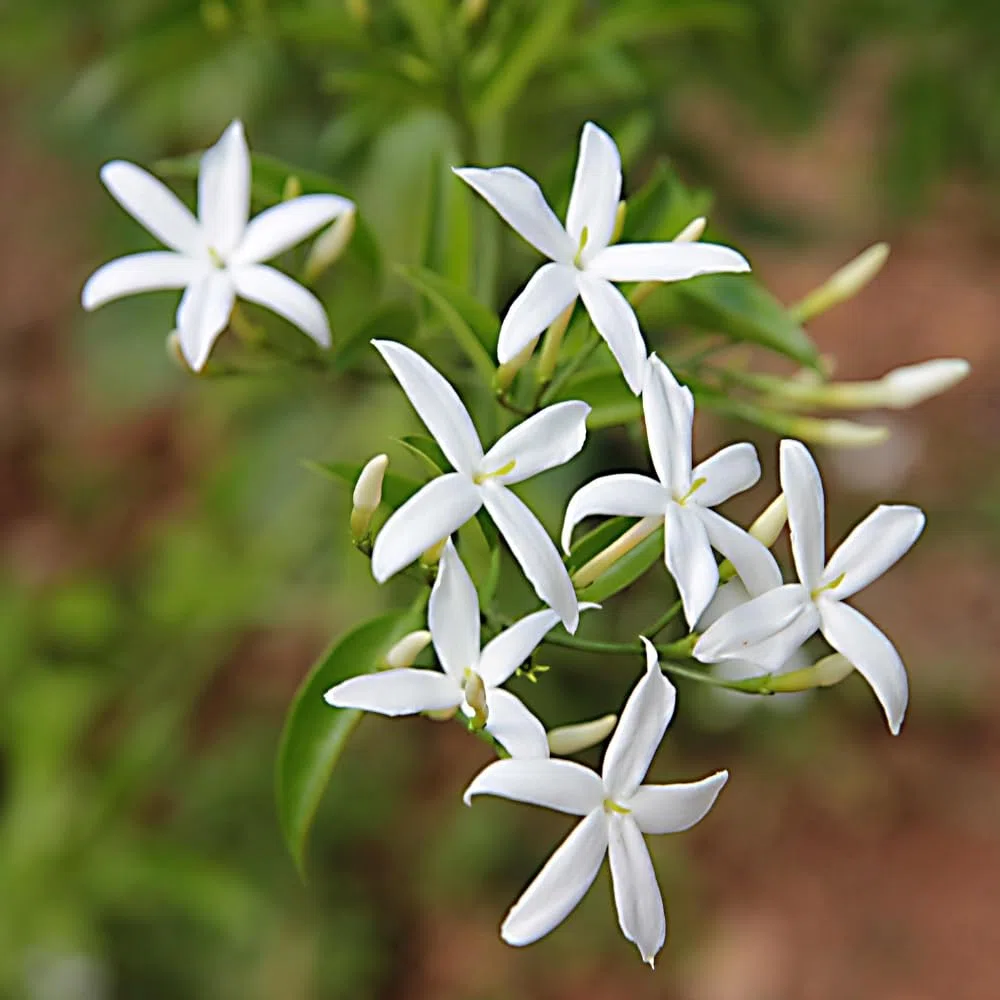 Gelsomino Trifogliato Azoricum Sempreverde Rampicante Profumato Fiore a Stella Bianco in Vaso 18 cm