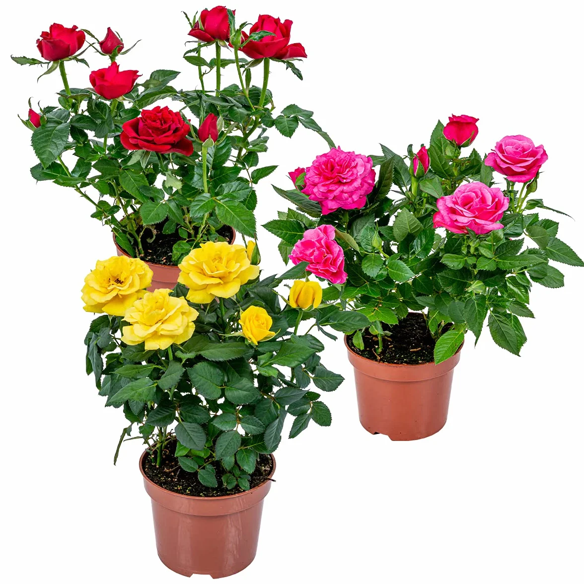Bloomique - Mix di 3 - Rosa in Vaso - Rosso, Giallo, Rosa - Adatta per Interno ed Esterno - Piante da Interno, Giardino e Terrazzo - Resistente al Freddo - Altezza 20-30 cm - Vaso 12 cm