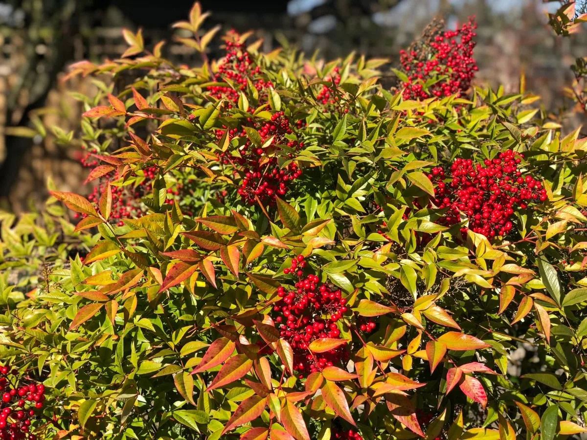 Nandina Domestica “Bambù Sacro”, Pianta sempreverde in Vaso ø8 cm, Cespuglio da Esterno, Arbusto da Giardino, Vivaio di Castelletto