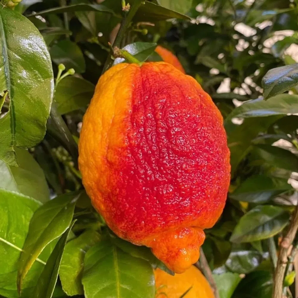 PIANTA DI LIMONE ROSSO in fitocella - età 2/3 anni (foto reali)