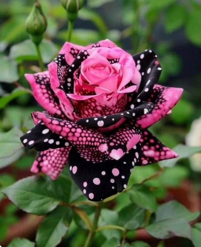 Bulbi di Rosa - Perenne, Colori vivaci, Bassa Manutenzione, Decorazione d'Interni-5 Bulbi-B
