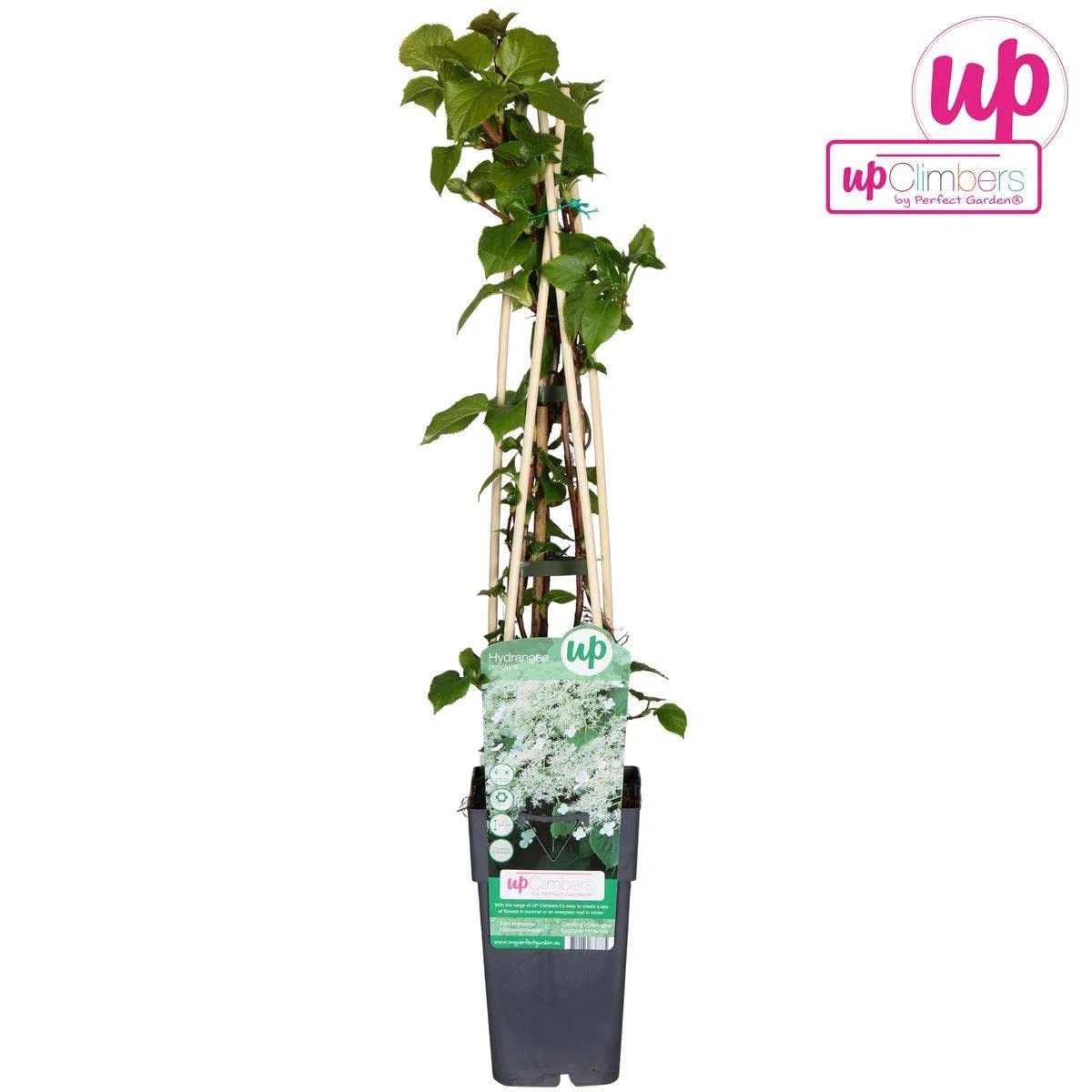Pianta di Ortensia Petiolaris h cm 65 su vaso alto cm 11 pianta rampicante