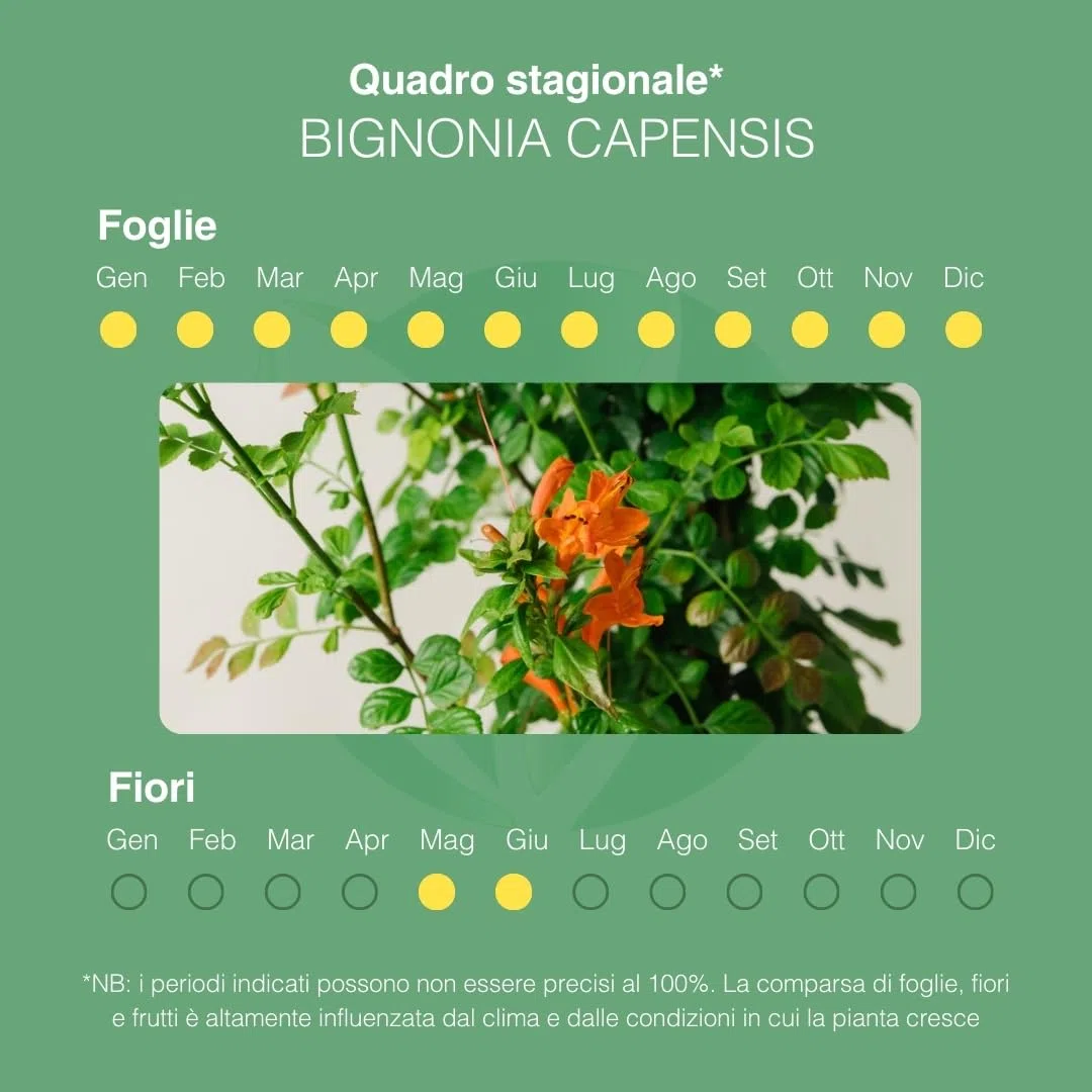 BIGNONIA CAPENSIS. Pianta rampicante da esterno, vaso da 19cm. Piante vere da esterno per giardino e pergolato. 6 mesi di concimazione con sistema Plantì.