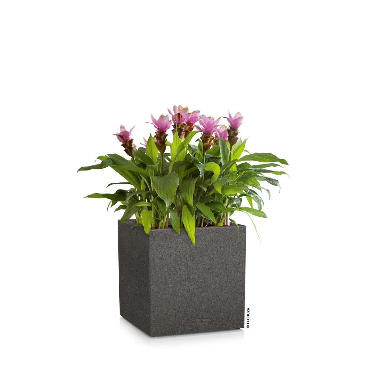 LECHUZA CANTO Stone 40 a basso contenuto di grafite nera 13722