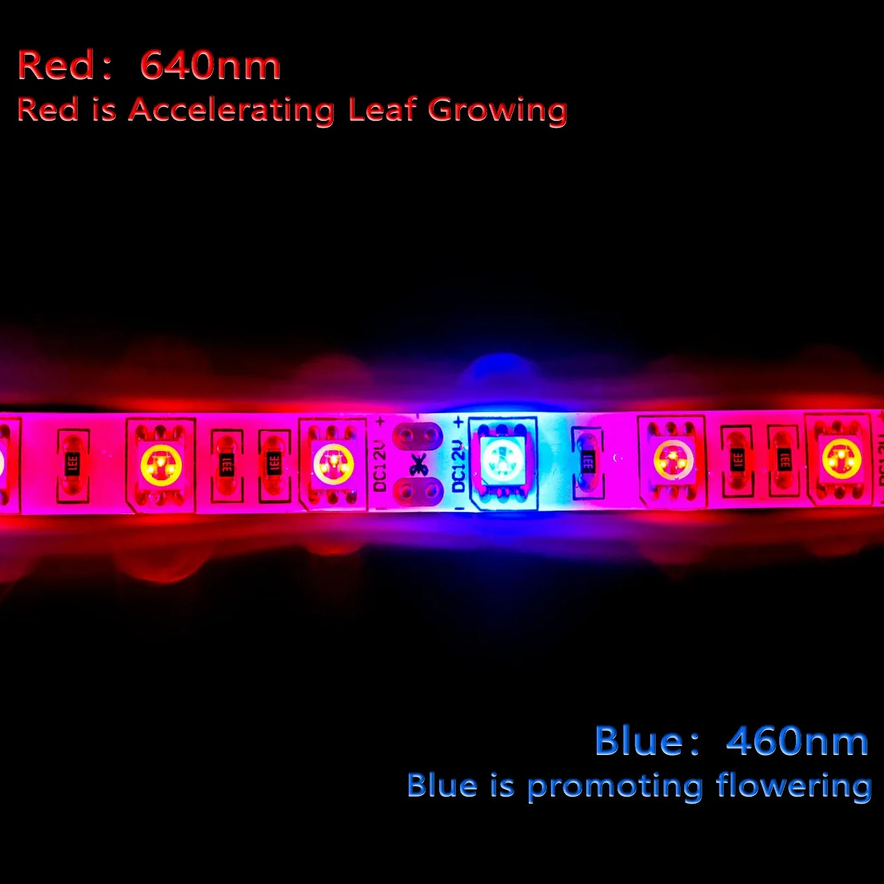 La pianta LED coltiva la luce della striscia DC 12V IP65 impermeabile Spettro pieno SMD 5050 Rosso blu 3: 1 luce della corda per l'acquario Serre pianta