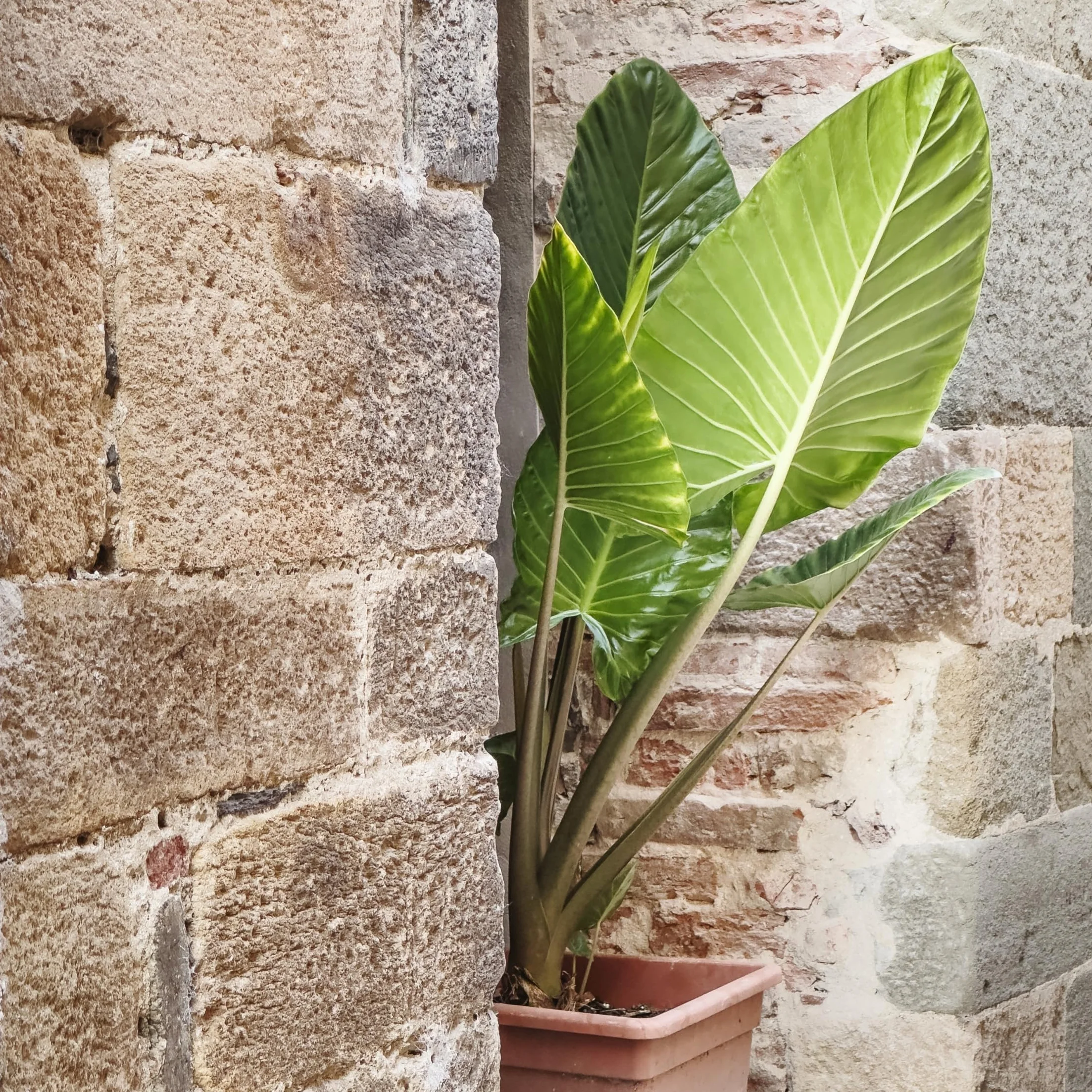 Plant in a Box - Alocasia Odora - Set di 2 - Bellissima Pianta verde da appartamento - Vaso 17cm - Altezza 55-75cm