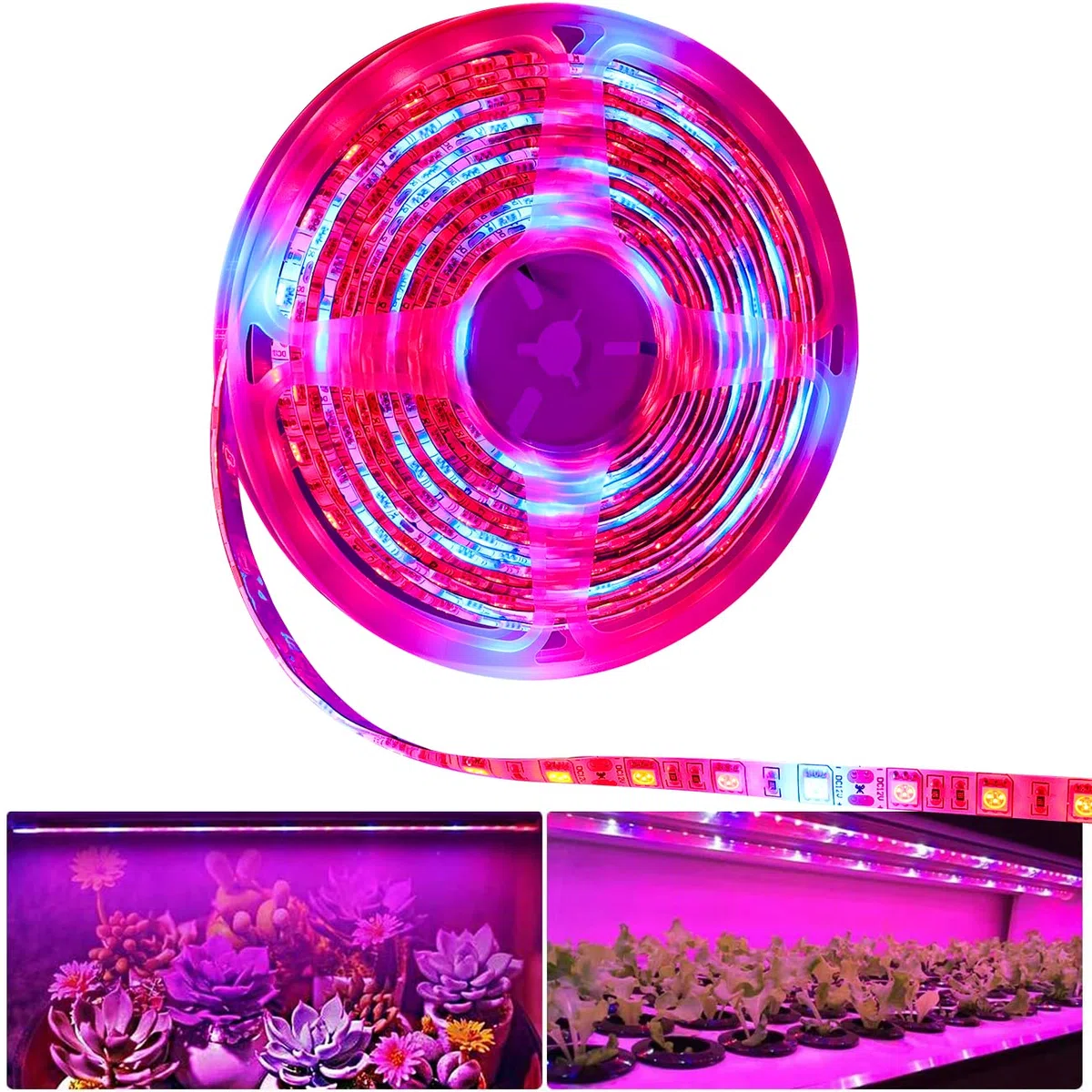 La pianta LED coltiva la luce della striscia DC 12V IP65 impermeabile Spettro pieno SMD 5050 Rosso blu 5: 1 luce della corda per l'acquario Serre pianta