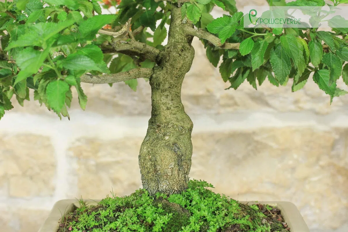 Bonsai di Lantana Camara (38)