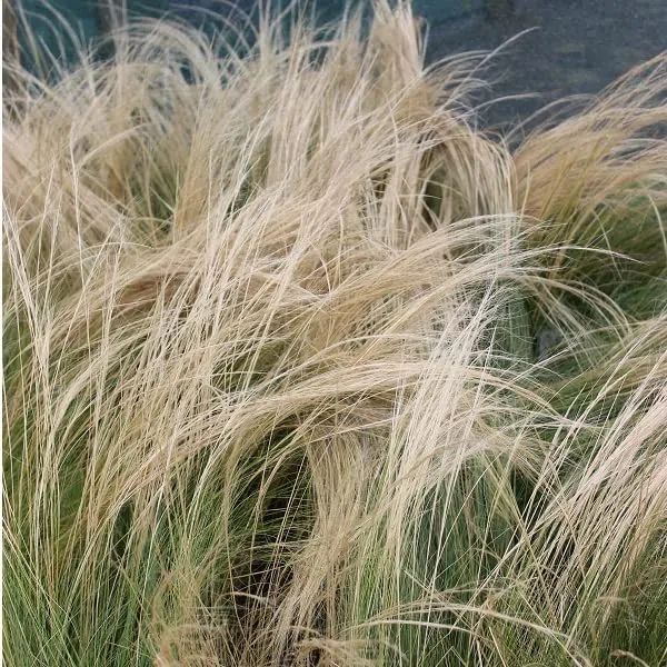 6x Stipa tenuissima – Vaso 9x9 cm – capelli d’angelo ornamentali