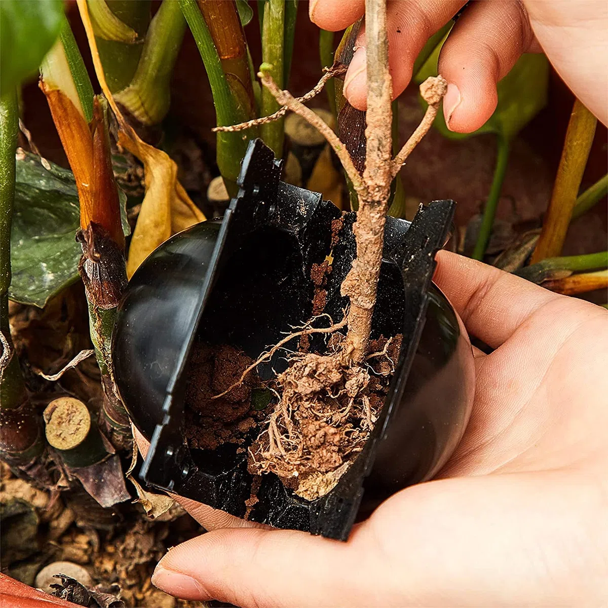 15 Pezzi Propagatori Alta Pressione, Scatola Radicamento Piante Riutilizzabile Dispositivo Innesto a Sfera Propagazione Scatola Radici Piante Giardino Assistita (L+M+S, Nero)