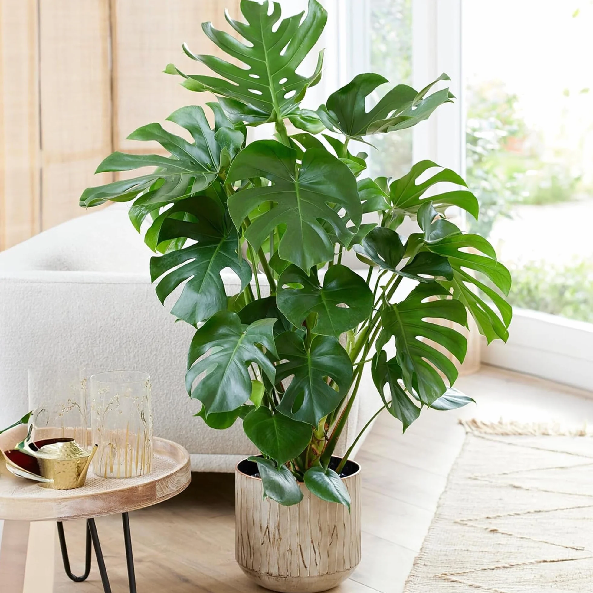 Pianta del formaggio svizzero Monstera Deliciosa, pianta da interno sempreverde in vaso.