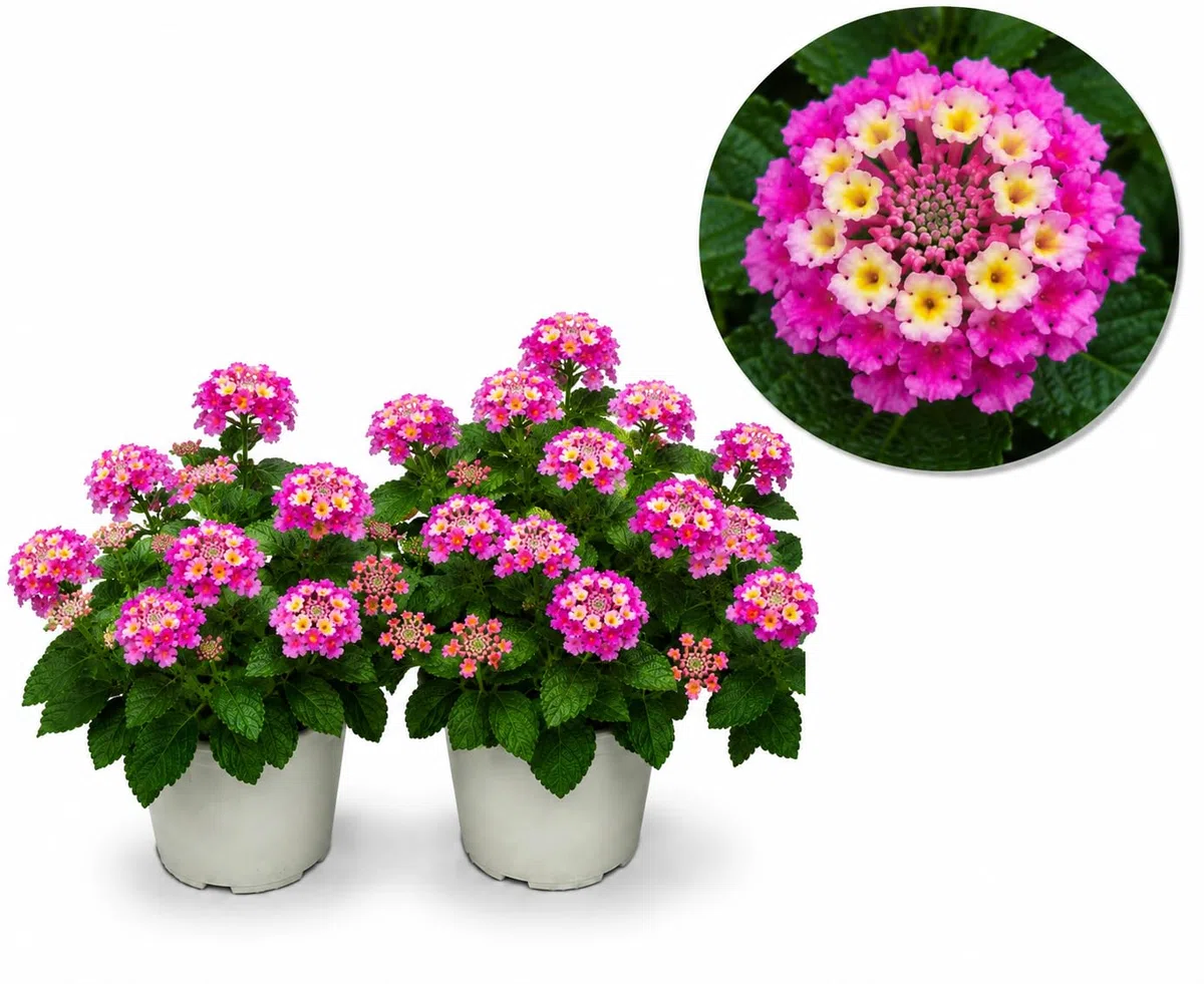 POWERS TO FLOWERS - LANTANA CAMARA ROSA INTENSO 2 PIANTE, VASO 14CM, piante vere