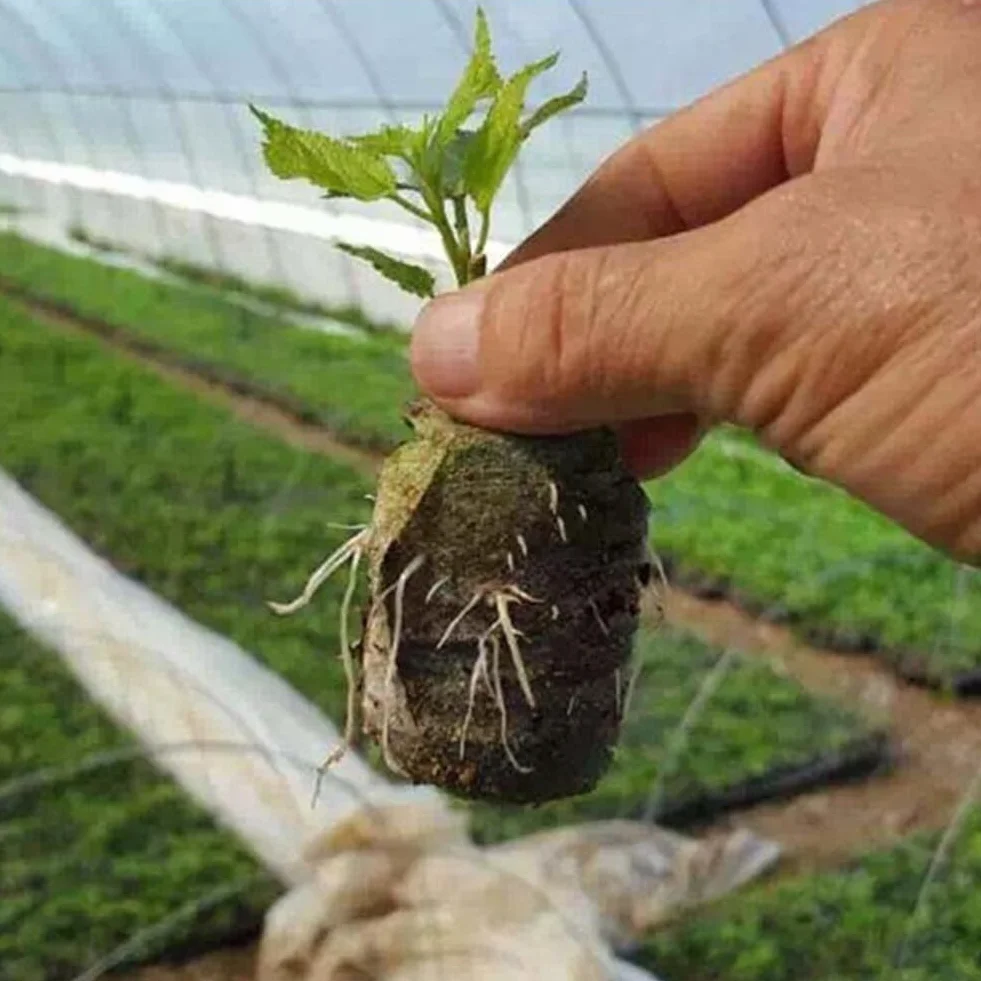50Pcs Vassoio Per Piantine Pellet Di Torba Blocco Nutrizionale Per Coltivazione Di Piante, Torba in Dischetti Coltura Del Suolo, Avviamento Di Propagazione E Germinazione
