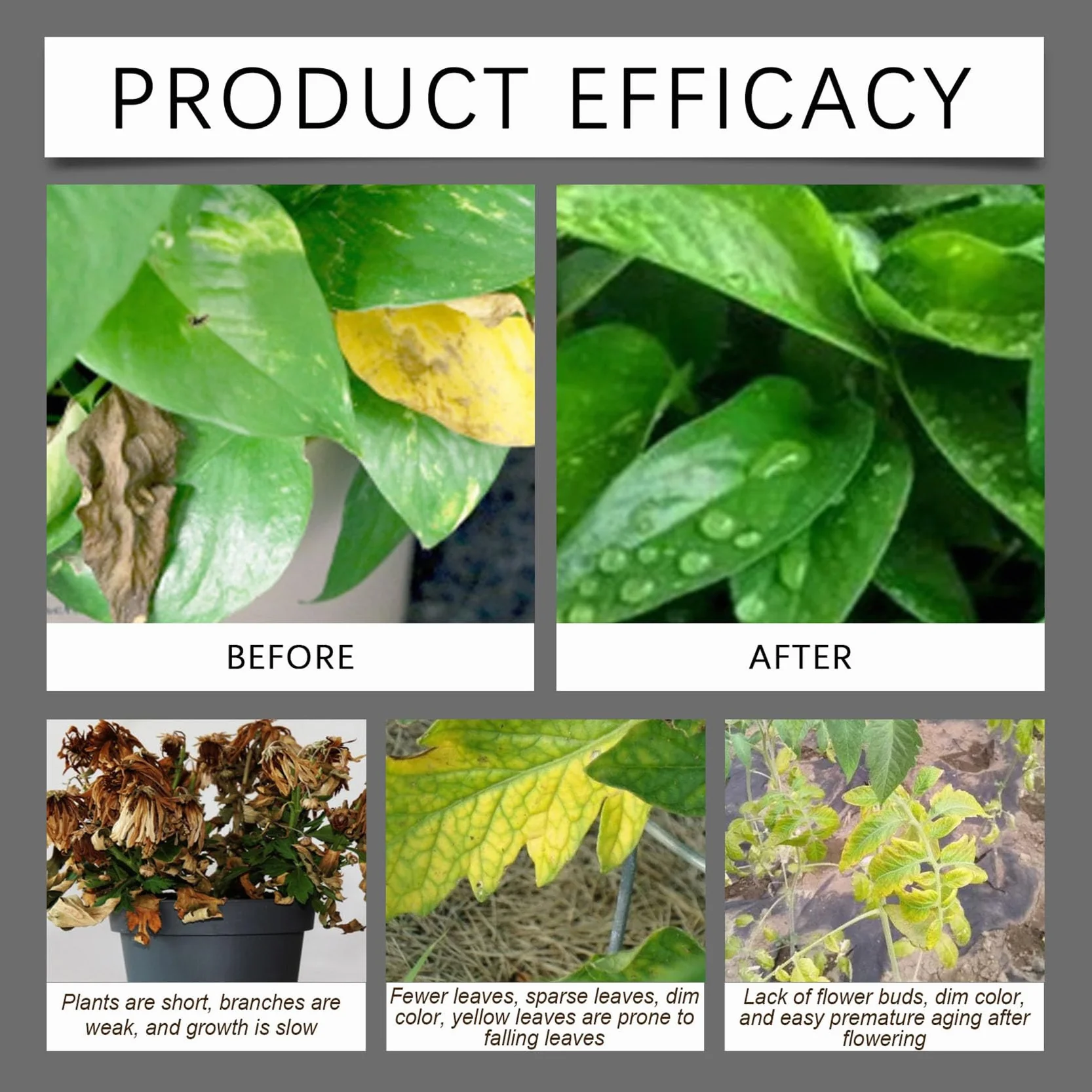Soil Pro Activator, Water Soluble Formula for Vegetables, Flowers, Houseplants, Indoor and Outdoor Plant Care (1pcs)