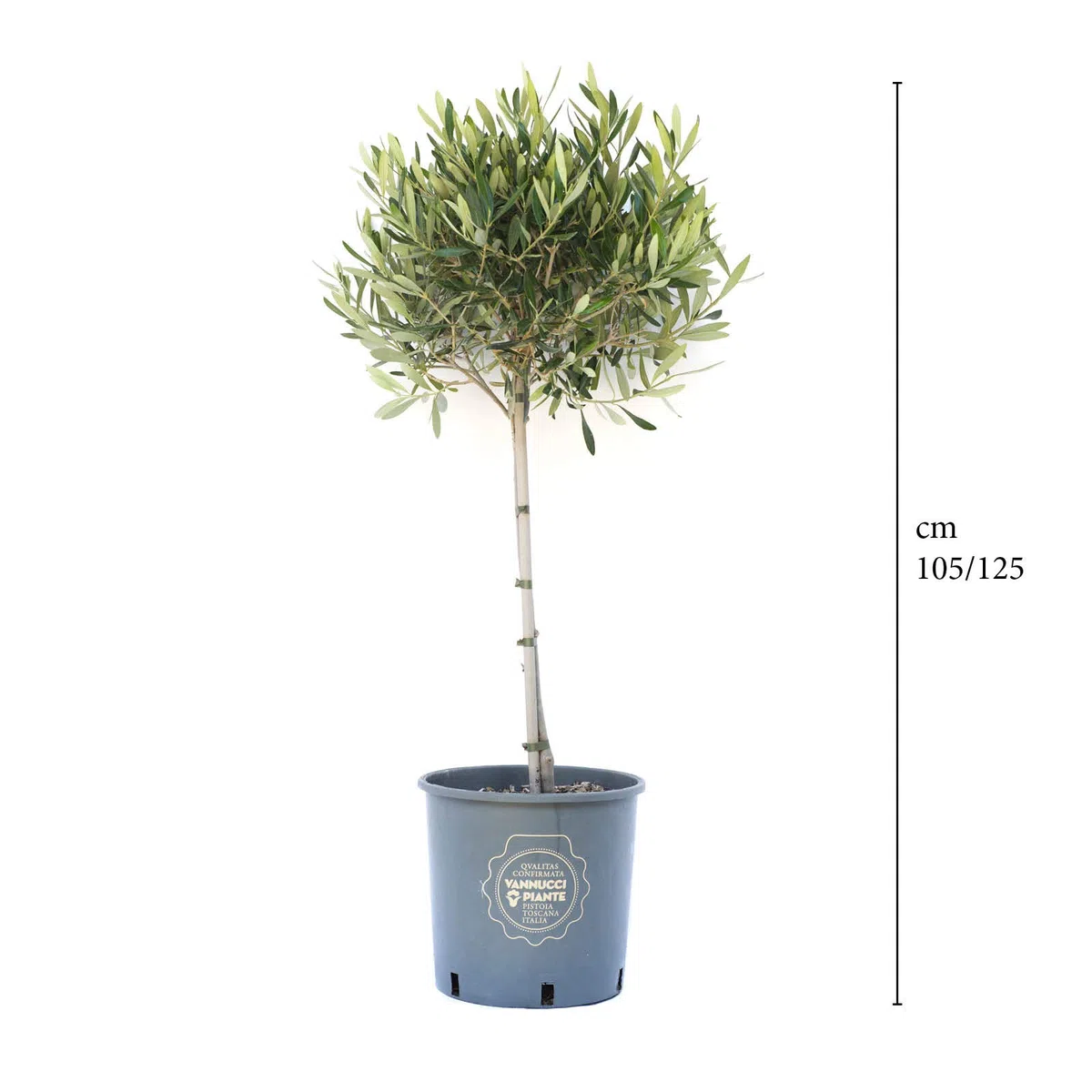 Vannucci Piante - Olea europaea Frangivento, Olivo, Pianta vera in vaso, Pianta da frutto, Mini alberetto