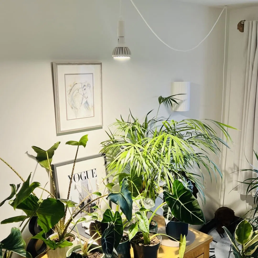 Coltiva luci per piante da interno, Lampadina a LED a spettro completo, luce per coltivazione indoor per piante grasse erbe e cactus, germinazione di piantine, E27, PPF μmol/s 33.1.