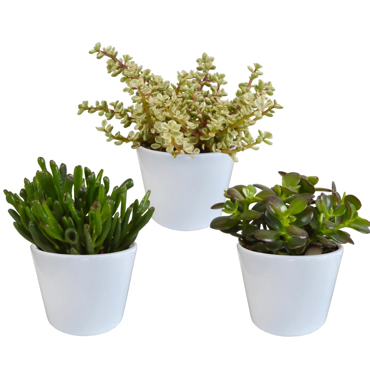 Mix di Piante Grasse Crassula da Interno con Vaso Bianco, Set da 3, 10.5 cm