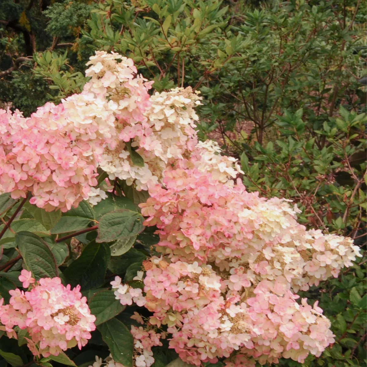 Plant in a Box - Ortensia hydrangea Paniculata 'Pink Lady'- Ortensia Plume - Set di 3 - Perfetta per il giardino! - Vaso 9cm - Altezza 25-40cm