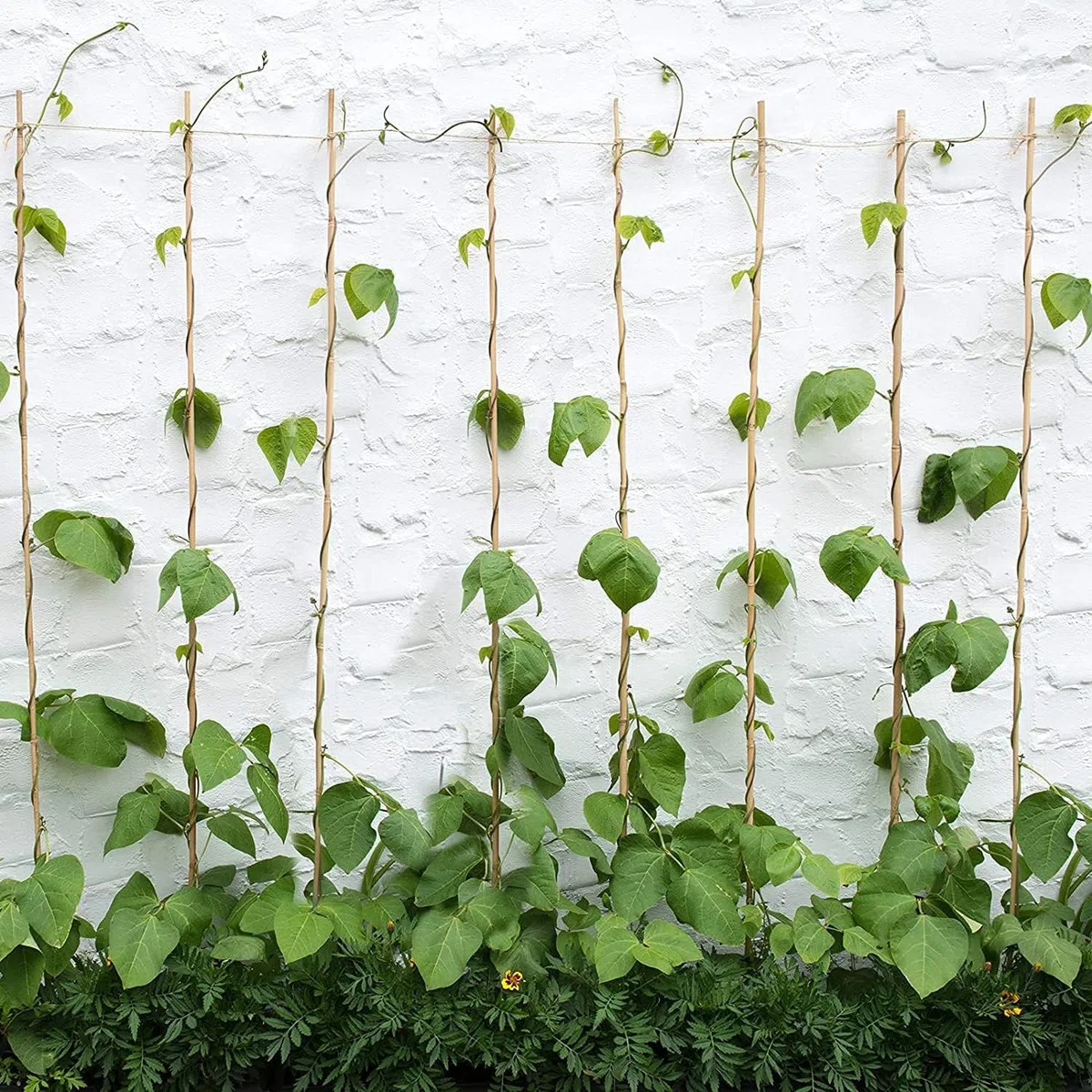 Canne Bambù Giardinaggio Naturali Set 25 Cannette 10/12 Ø x 150 cm Bastoncini Supporto Piante Orto Sostegni Tutore Pali Resistenti Rampicanti Giardino Pomodori Melanzane