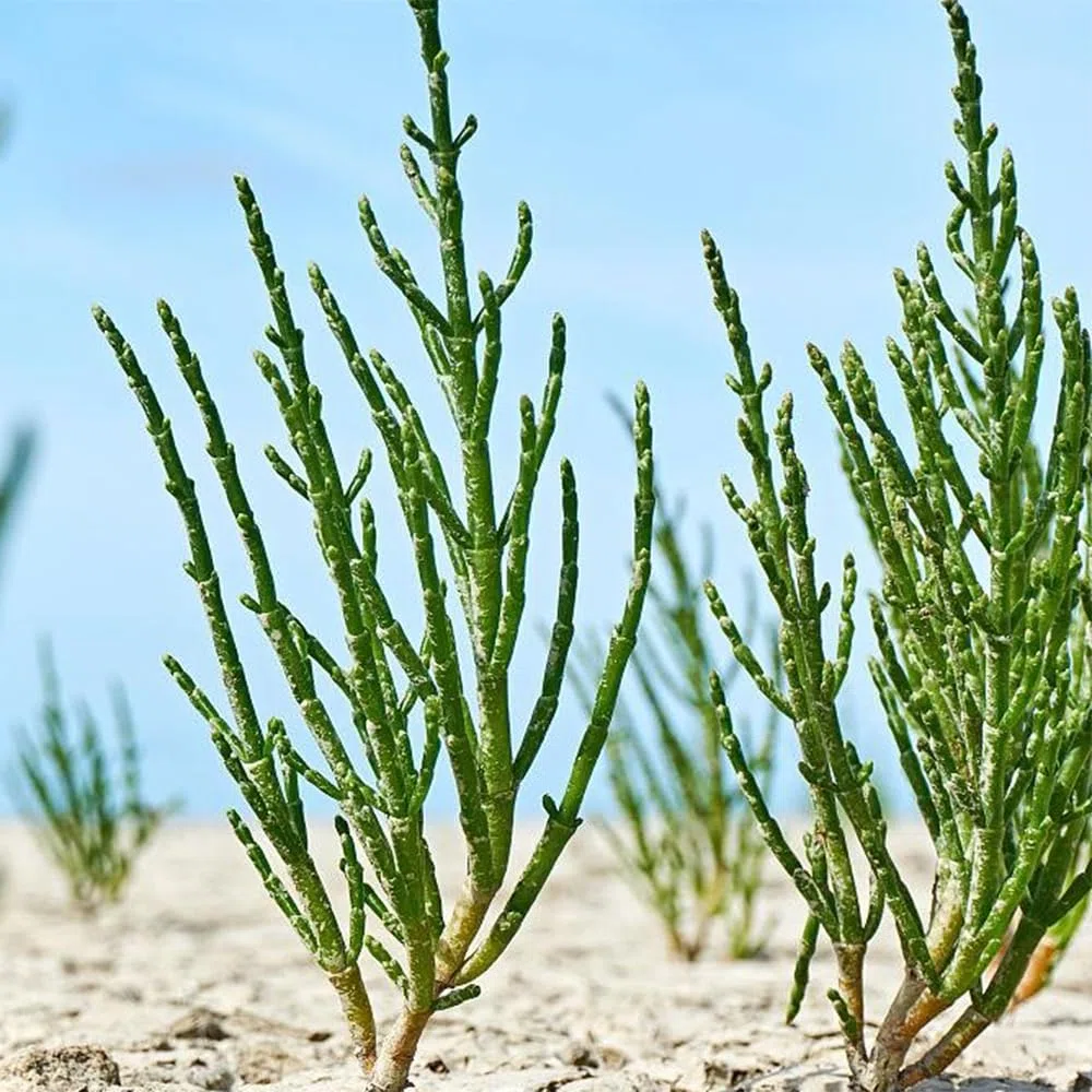 Semi di asparagi di mare - giardino di Salicornia europaea, vecchi, 300pcs