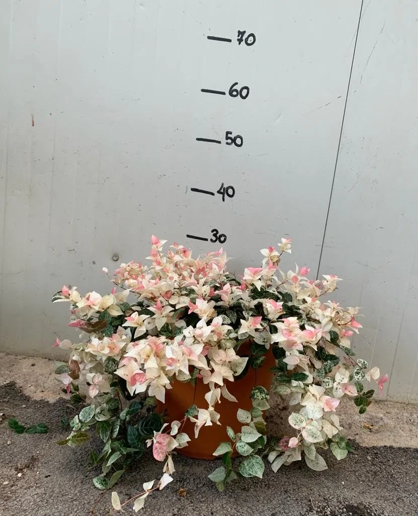 Trachelospermum Jasminoides Tricolor Vaso 18 cm – Falso Gelsomino Variegato Rampicante Sempreverde
